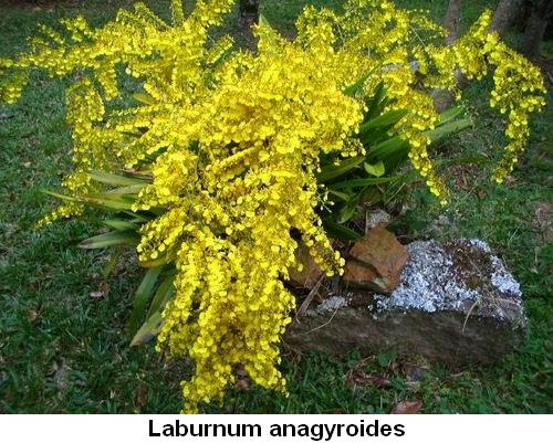 Laburnum anagyroides.jpg